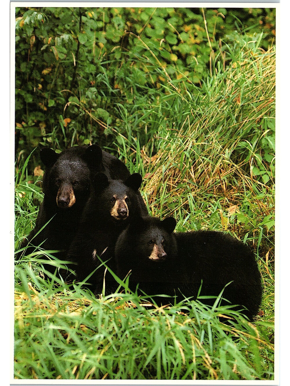 Vintage Postcard Black Bear North American Wildlife Impact 1989